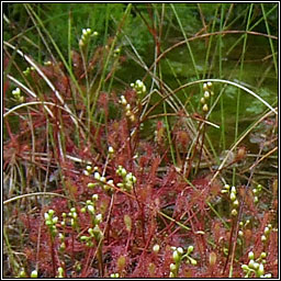 Great Sundew, Drosera anglica, Cail�s Mhuire mh�r