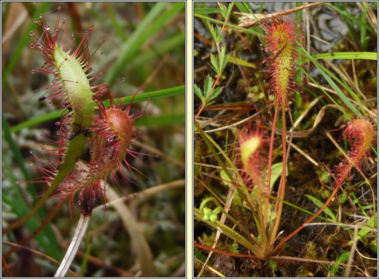 Great Sundew, Drosera anglica, Cail�s Mhuire mh�r