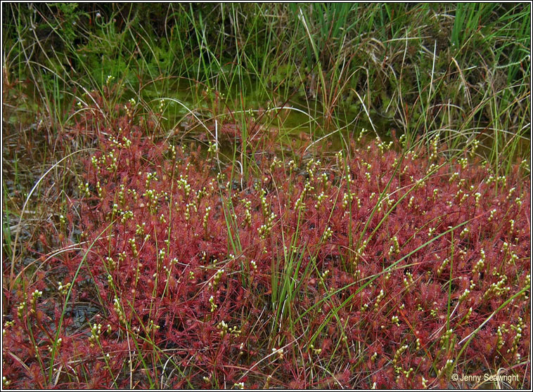 Great Sundew, Drosera anglica, Cail�s Mhuire mh�r