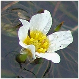 Thread-leaved Water-crowfoot, Ranunculus trichophyllus, N�al uisce ribeach