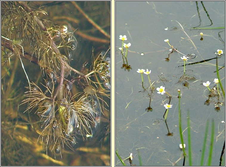 Thread-leaved Water-crowfoot, Ranunculus trichophyllus, N�al uisce ribeach
