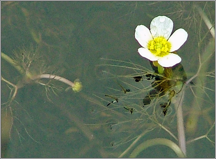Thread-leaved Water-crowfoot, Ranunculus trichophyllus, N�al uisce ribeach