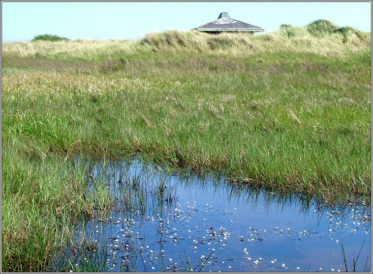 Thread-leaved Water-crowfoot, Ranunculus trichophyllus, N�al uisce ribeach