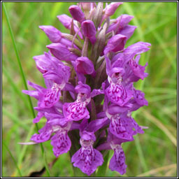 Northern Marsh-orchid, Dactylorhiza purpurella, Magairl�n corcra