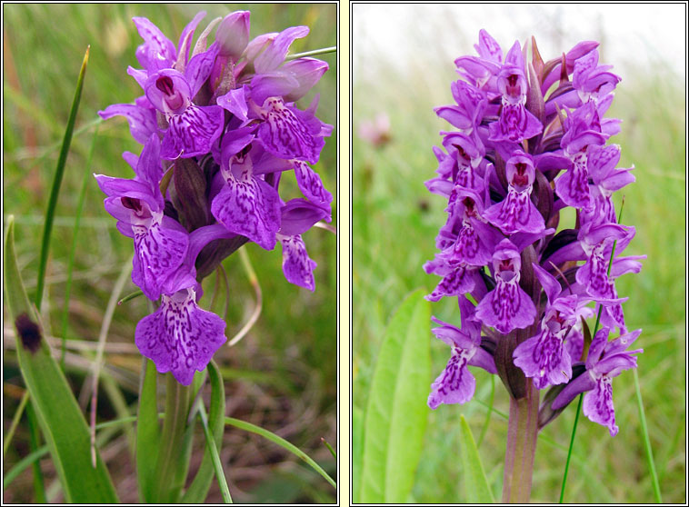 Northern Marsh-orchid, Dactylorhiza purpurella, Magairl�n corcra