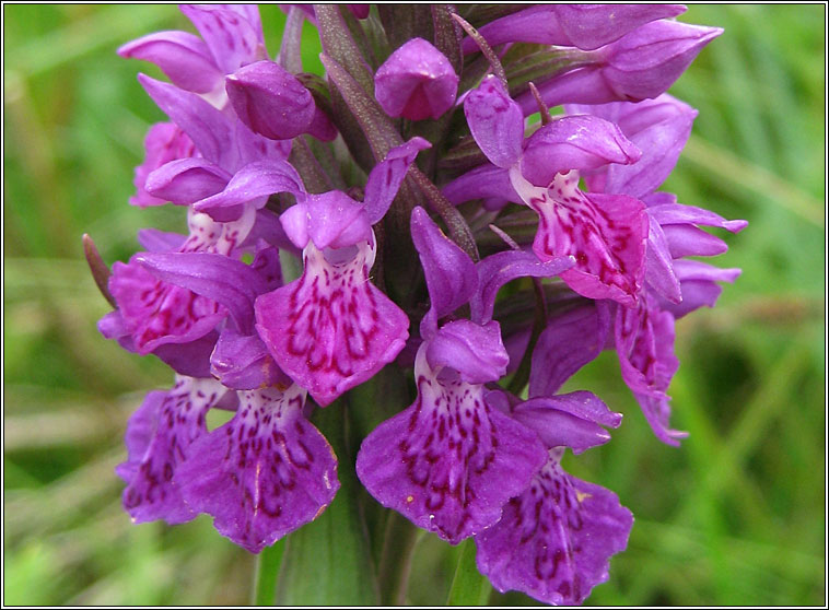 Northern Marsh-orchid, Dactylorhiza purpurella, Magairl�n corcra