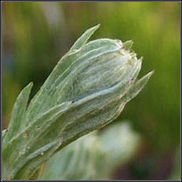 Common Cudweed, Filago germanica, C�ithluibh