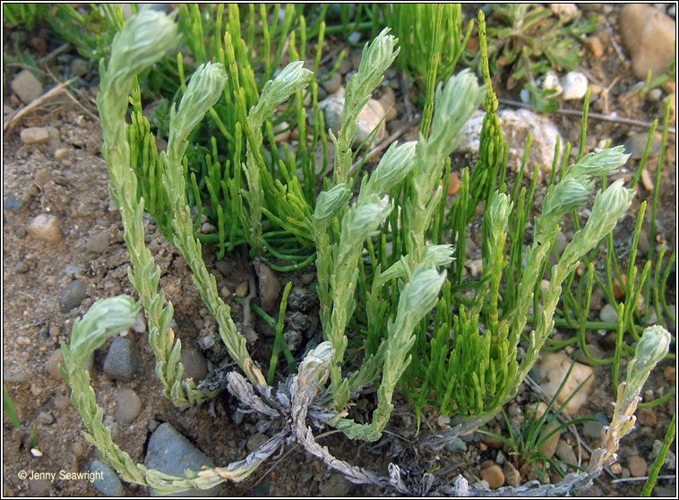 Common Cudweed, Filago germanica, C�ithluibh