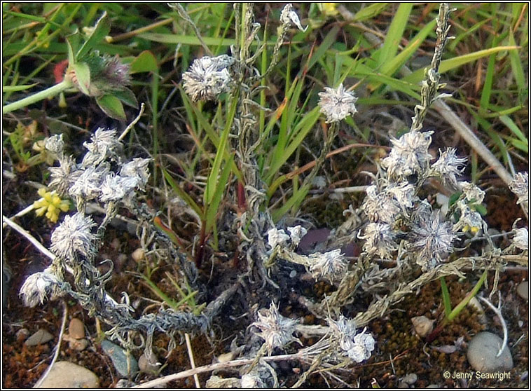 Common Cudweed, Filago vulgaris, C�ithluibh