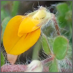 Hairy Bird's-foot-trefoil, Lotus subbiflorus, Crobh �in mosach