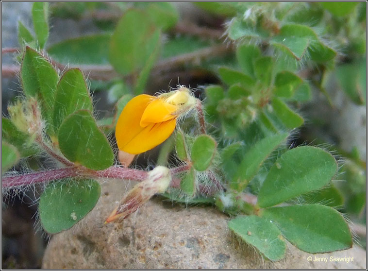 Hairy Bird's-foot-trefoil, Lotus subbiflorus, Crobh �in mosach