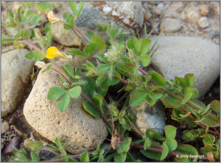 Hairy Bird's-foot-trefoil, Lotus subbiflorus, Crobh �in mosach