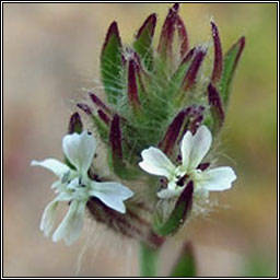 Small-flowered Catchfly, Silene gallica, Coire�n Francach