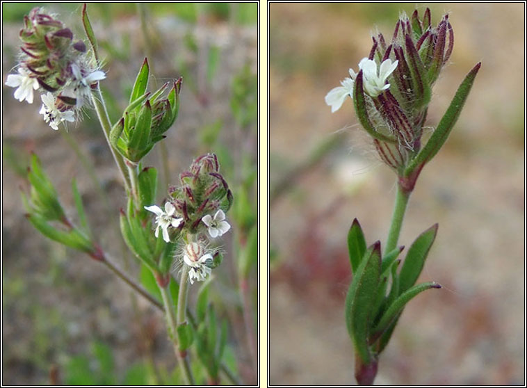 Small-flowered Catchfly, Silene gallica, Coire�n Francach