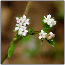 Narrow-fruited Cornsalad, Valerianella dentata, Ceathr� uain chaol