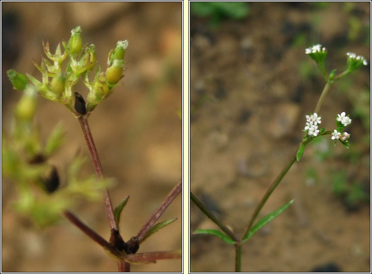 Narrow-fruited Cornsalad, Valerianella dentata, Ceathr� uain chaol