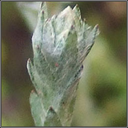 Small Cudweed, Logfia minima, C�ithluibh bheag