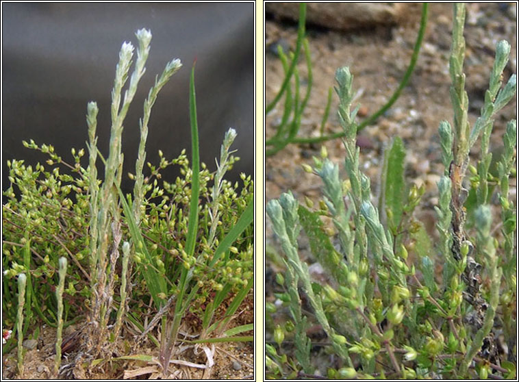 Small Cudweed, Logfia minima, C�ithluibh bheag