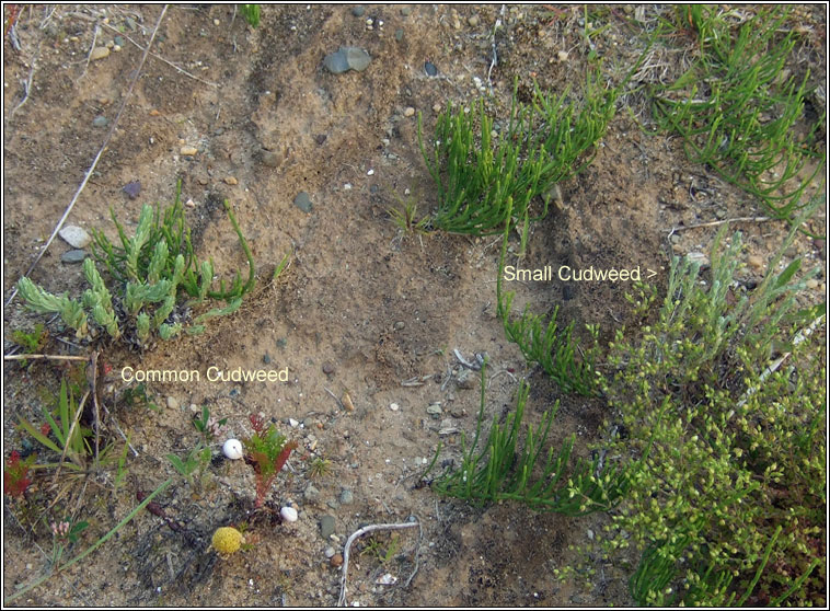 Small Cudweed, Logfia minima, C�ithluibh bheag