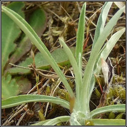Heath Cudweed, Omalotheca sylvatica, Gnamhlus m�na