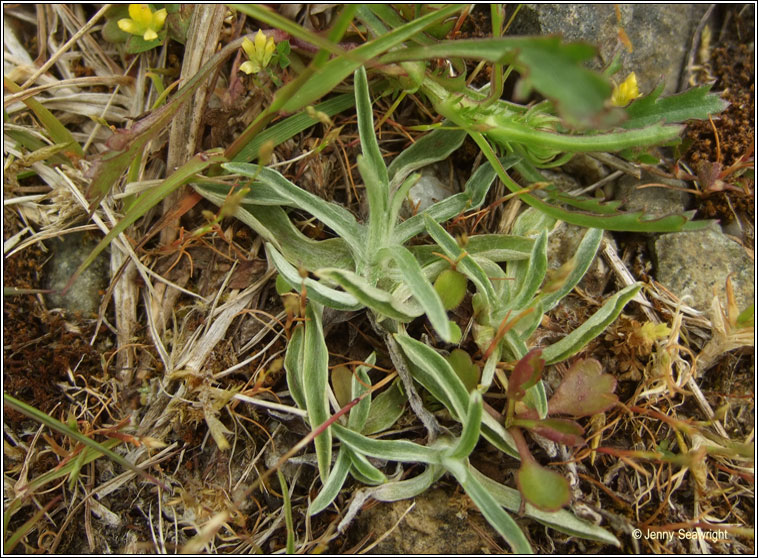 Heath Cudweed, Omalotheca sylvatica, Gnamhlus m�na