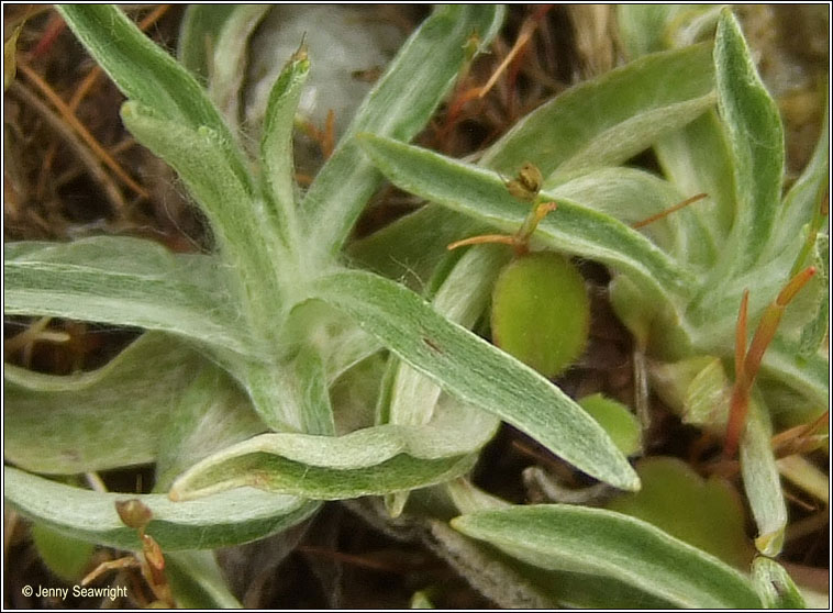 Heath Cudweed, Omalotheca sylvatica, Gnamhlus m�na