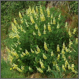 Tree Lupin, Lupinus arboreus, L�ip�n crua