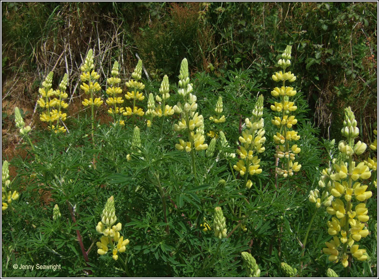 Tree Lupin, Lupinus arboreus, L�ip�n crua