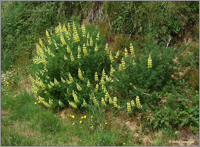 Tree Lupin, Lupinus arboreus, L�ip�n crua
