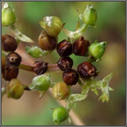 Broad-fruited Cornsalad, Valerianella rimosa, Ceathr� uain leathan