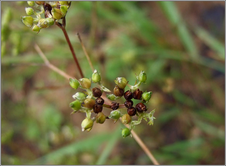 Broad-fruited Cornsalad, Valerianella rimosa, Ceathr� uain leathan