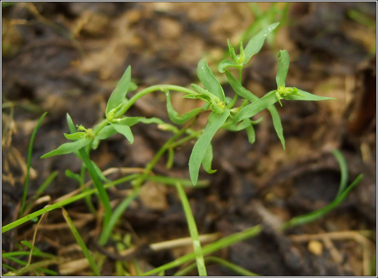 Dwarf Spurge, Euphorbia exigua, Spuirse bhocht
