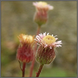 Blue Fleabane, Erigeron acris, Lus gorm na ndreancaid�