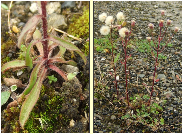 Blue Fleabane, Erigeron acris, Lus gorm na ndreancaid�