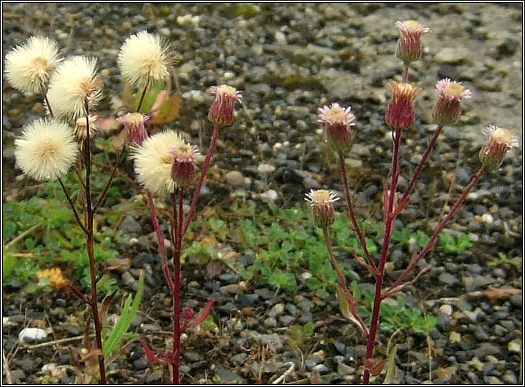 Blue Fleabane, Erigeron acris, Lus gorm na ndreancaid�