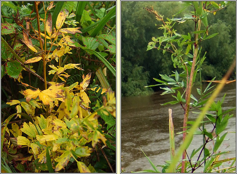 Common Meadow-rue, Thalictrum flavum, R� l�ana