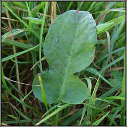 Fiddle Dock, Rumex pulcher, Cop�g chumtha