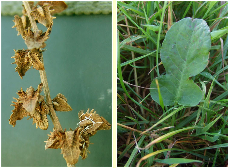 Fiddle Dock, Rumex pulcher, Cop�g chumtha