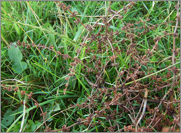 Fiddle Dock, Rumex pulcher, Cop�g chumtha
