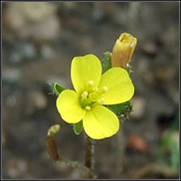Annual Wall-rocket, Diplotaxis muralis, Ruach�n bu�