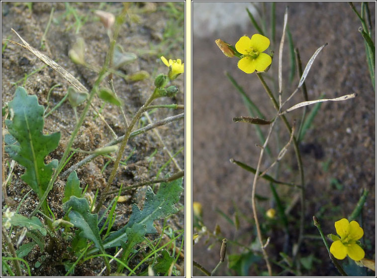 Annual Wall-rocket, Diplotaxis muralis, Ruach�n bu�
