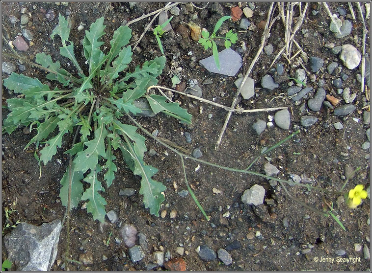 Annual Wall-rocket, Diplotaxis muralis, Ruach�n bu�