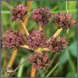 Corky-fruited Water-dropwort, Oenanthe pimpinelloides, Dathabha ain�se