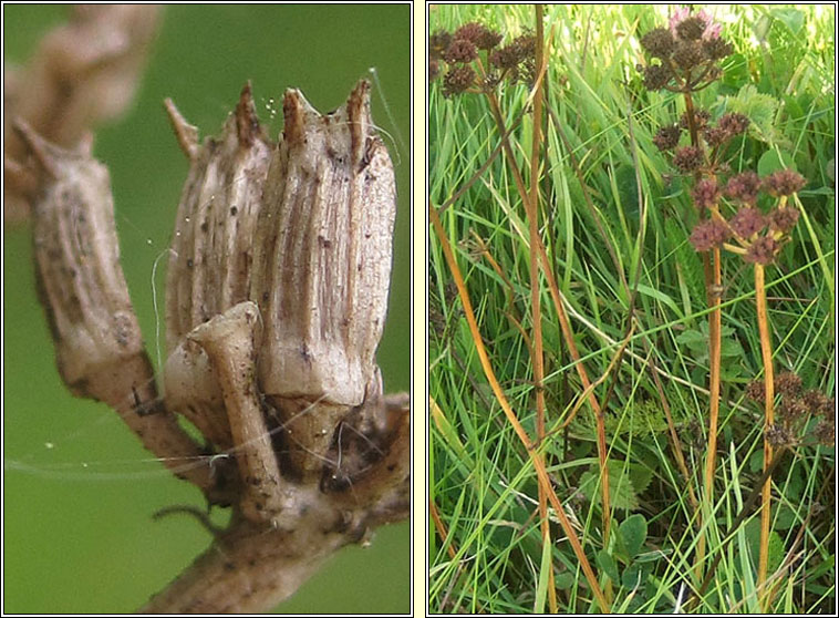 Corky-fruited Water-dropwort, Oenanthe pimpinelloides, Dathabha ain�se