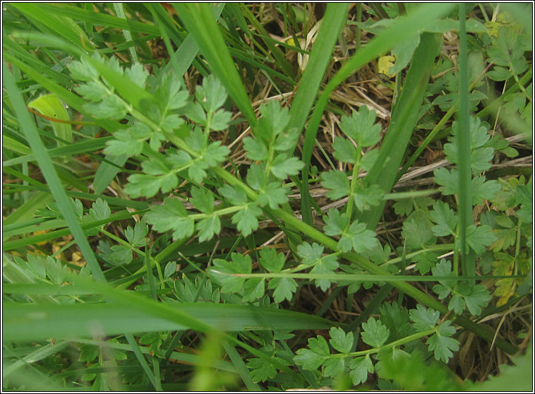 Corky-fruited Water-dropwort, Oenanthe pimpinelloides, Dathabha ain�se