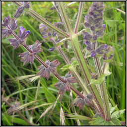 Wild Clary, Salvia verbenaca, Torm�n