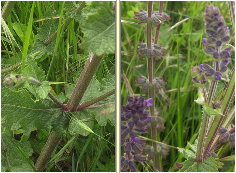 Wild Clary, Salvia verbenaca, Torm�n