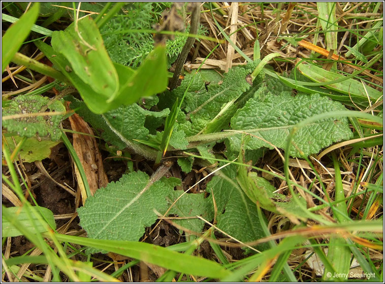 Wild Clary, Salvia verbenaca, Torm�n