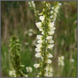 White Melilot, Melilotus albus, Cr�ib�n cait b�n