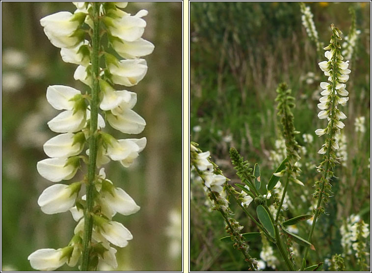 White Melilot, Melilotus albus, Cr�ib�n cait b�n